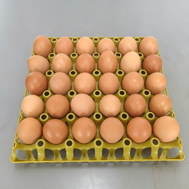 Fresh Table Egg